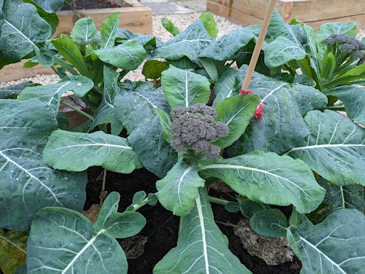 Photo showing some vegetables that are growing in the academy's allotment area.