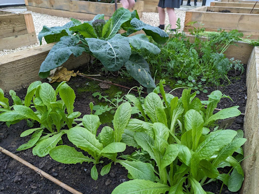Photo showing some vegetables that are growing in the academy allotment area.