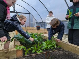 A small group of Horsmonden pupils can be seen gardening together inside a large greenhouse on the academy grounds.