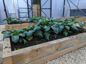 A photo showing some vegetables that are growing inside a greenhouse on the academy grounds.